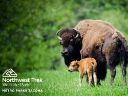 Northwest Trek Wildlife Park